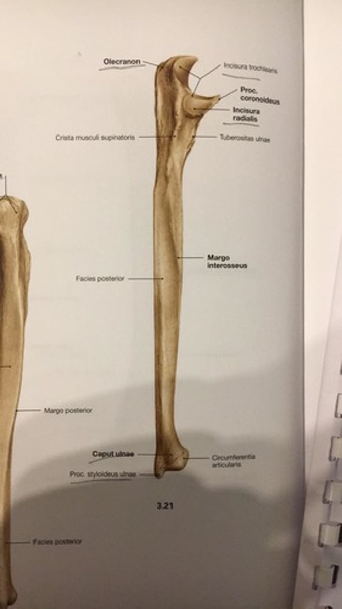 <p>processus styloideus ulnae</p>