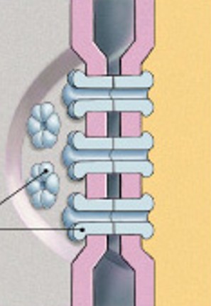 <p>Which type of junction is:</p><ul><li><p>Tiny fluid filled tubes</p></li><li><p>Uses channel proteins</p></li><li><p>Allows some movement in &amp; out of cell</p></li></ul><p></p>