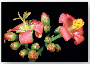 Jatropha plants are monoecious.
