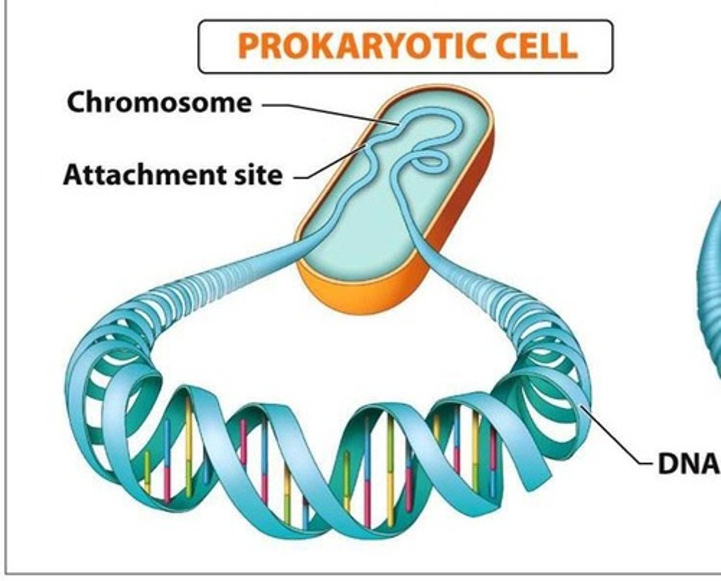 <p>The single chromosome replicates, beginning at the origin of replication.</p>