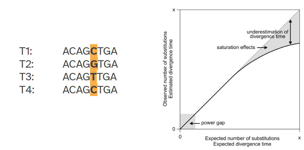 <p><span>observed and real differences are not the same. It would seem there would be no substitutions between time1 and time4 if you wouldn’t have access to t2 and t3.</span></p>