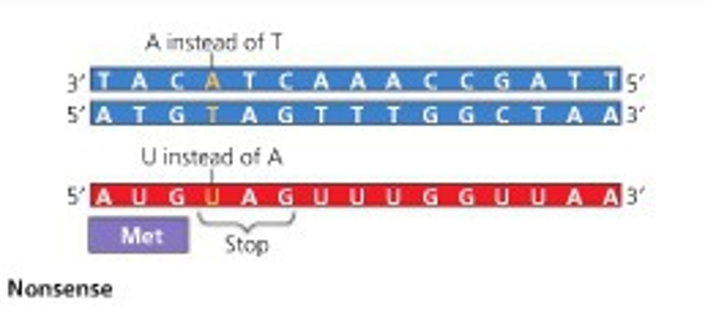 <p>a mutation that changes an amino acid codon to one of the three stop codons, resulting in a shorter and usually nonfunctional protein</p>