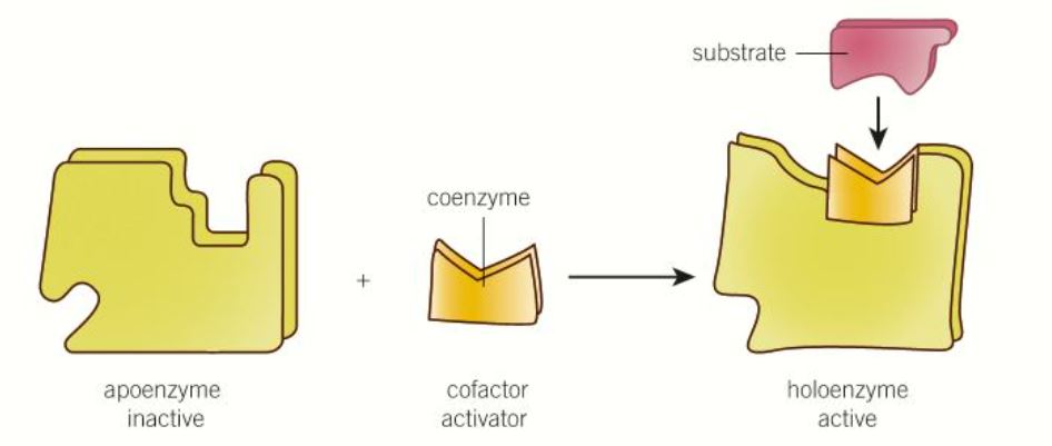 * Where an enzyme must be activated to begin its function
* Need to have its 3• changed by adding a cofactor
* Before it's added the precursor is apoenzyme
* After it's added it is a holoenzyme