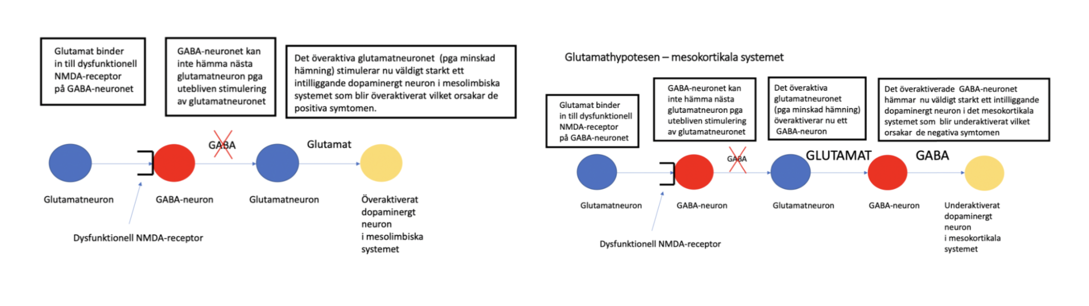 <ul><li><p><strong>Serotoninmodellen</strong>: Överaktivitet av 5HT<sub>2A</sub>.</p></li><li><p><strong>Dopaminmodellen</strong>: Överaktivitet i mesolimbiska D<sub>2</sub>-systemet och underaktivitet i mesokortikala D<sub>1</sub>-systemet.</p></li><li><p><strong>Glutamatmodellen</strong>:</p><ul><li><p>Mesolimbiska: Icke funktionell NMDA-receptor → ingen aktivering av GABA-neuron → förlust av inhibering av glutamat-neuron → överaktivitet i mesolimbiska systemet. </p></li><li><p>Mesokortikala: Dysfunktionell NMDA-receptor → ingen aktivering av GABA-neuron → ingen inhibering av glutamatneuron → akrivering av GABA-neuron → mesokortikal underaktivitet. </p></li></ul></li></ul><p></p>