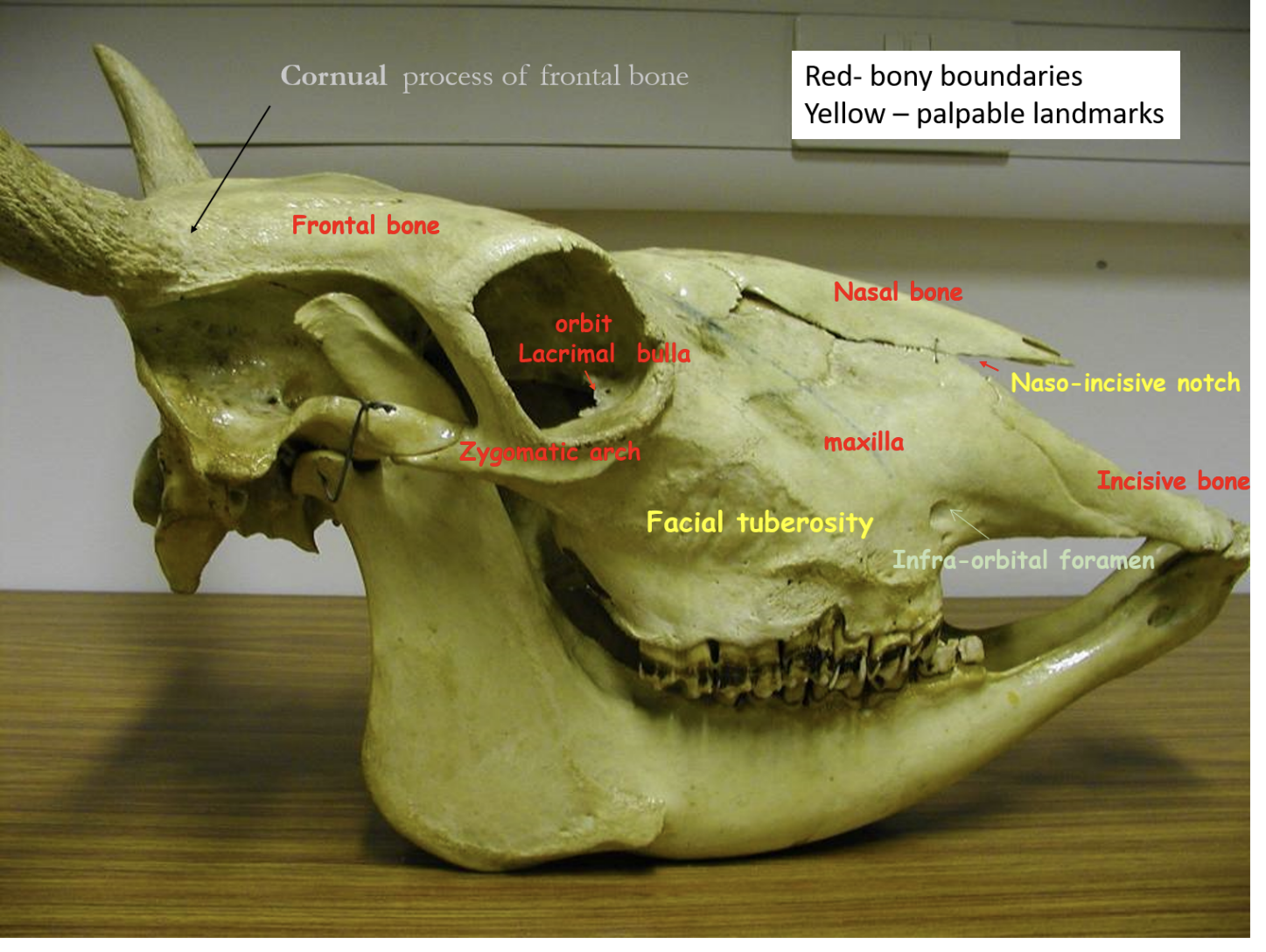 <p>Naso-incisive notch</p><p>Facial tuberosity </p><p>Cornual process of frontal bone (right by horn)</p>