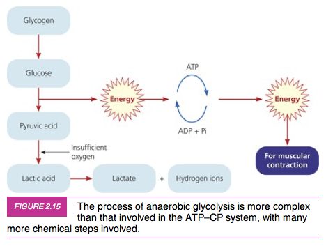 <p>Glycogen -- Glucose -- Pyruvic acid -- Latic acid + 2ATP</p>