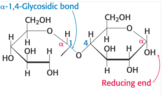 <p>between the a-anomeric form of C-1 on one sugar and the hydroxyl oxygen atom on C-4 of the adjacent sugar.</p><ul><li><p>This type of linkage can be classified as alpha or beta based on the orientation of the anomeric carbon. </p></li></ul><p></p>