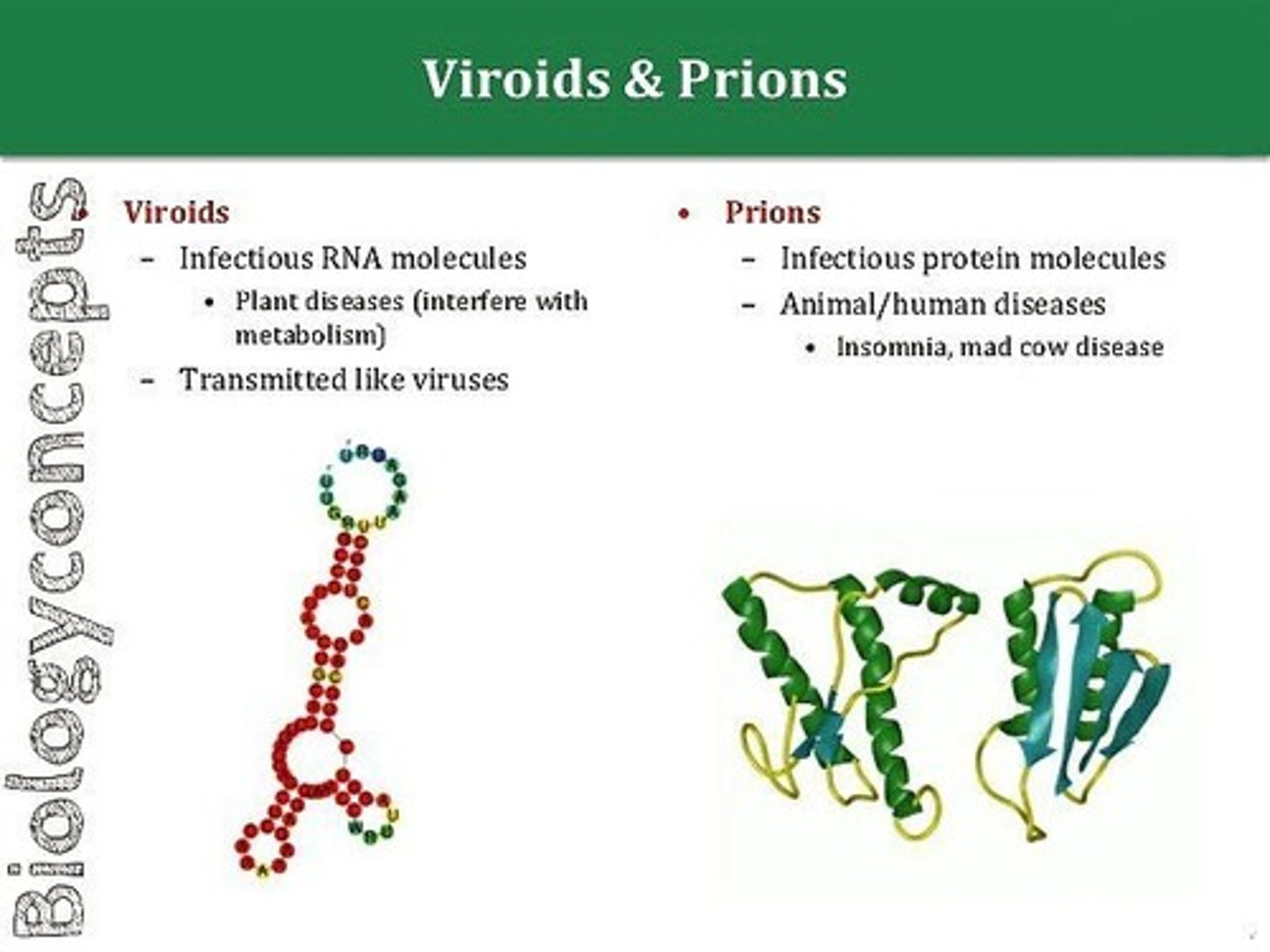 <p>Viriods are small pieces of circular RNA that can self cleave to create more of themselves.</p><p>Prions are small misfolded proteins that can cause normal proteins to misfold (α-helices will become β-sheets).</p>
