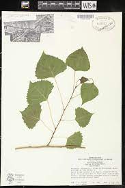 <p>Populus deltoides</p>