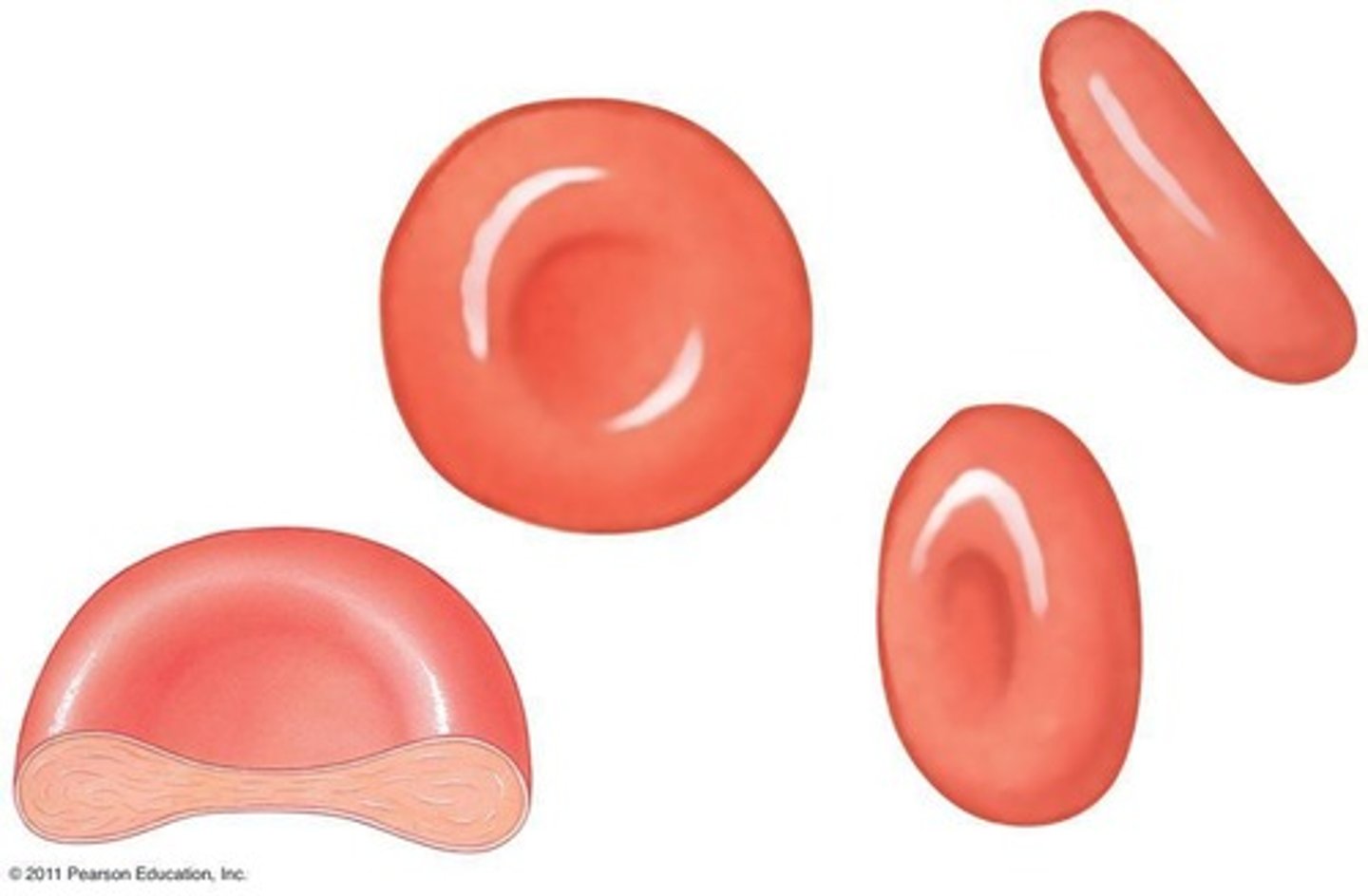 <p>To transport oxygen in the blood.</p>