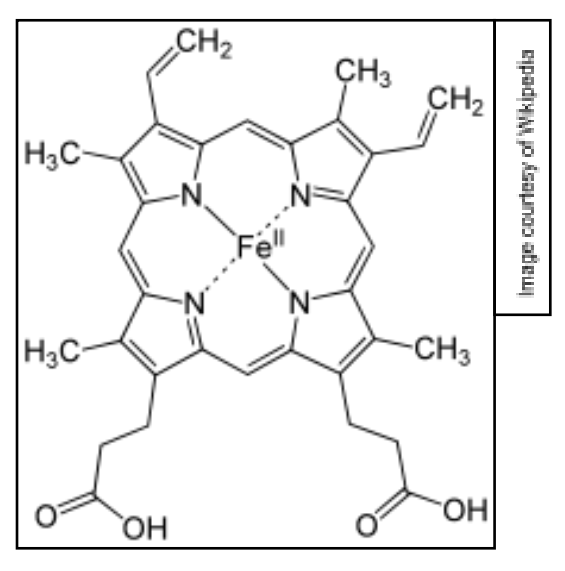 <ul><li><p>a component of haemoglobin is another common example involving multidentate ligands</p></li><li><p>it consists of a central Fe2+ ion and a tetradentate porphyrin ring</p></li><li><p>the central Fe2+ ion can also form coordinate bonds with one or two additional axial ligands</p></li><li><p>this gives haemoglobin an overall octahedral structure</p></li><li><p>the shape and structure allow it to transport oxygen around the body</p></li></ul><p>a ligand substitution rxn occurs when the oxygen usually bound to haem is replaced with carbon monoxide CO.</p><p>the CO binds more strongly than oxygen so can’t be removed. therefore CO is toxic to humans as it prevents oxygen being transported around the body</p>