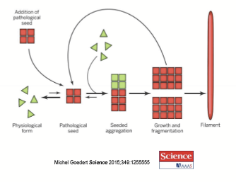 <p>Pathological seeds cause misfolding of physiological proteins. The misfolded proteins aggregate and form into filaments </p>