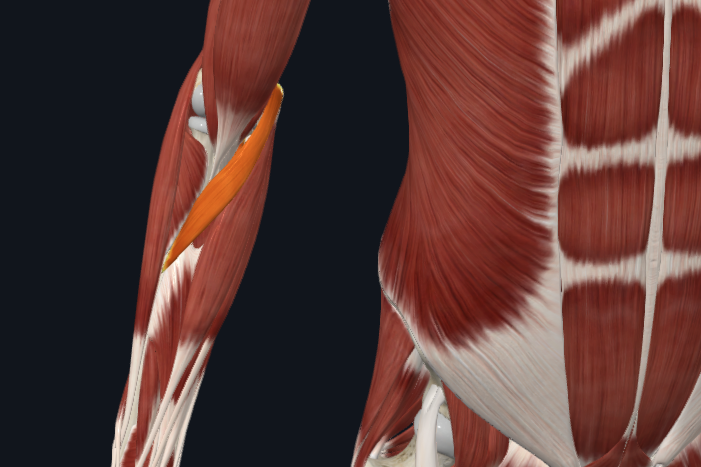 <p>What muscle is this</p>