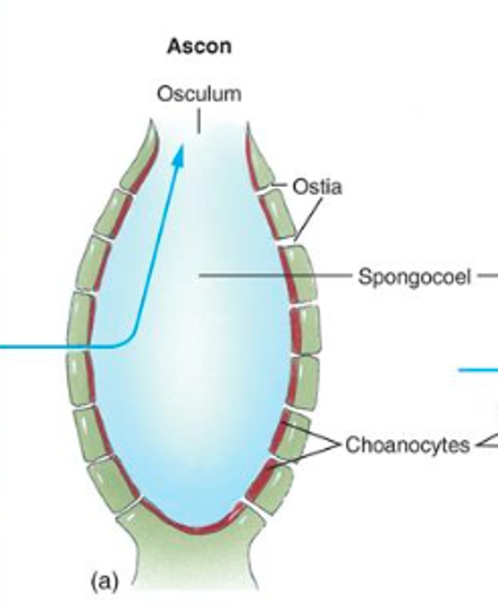 <p>Small, tube-shaped</p><p>Flagellated Spongocoel</p><p>bath sponge</p>