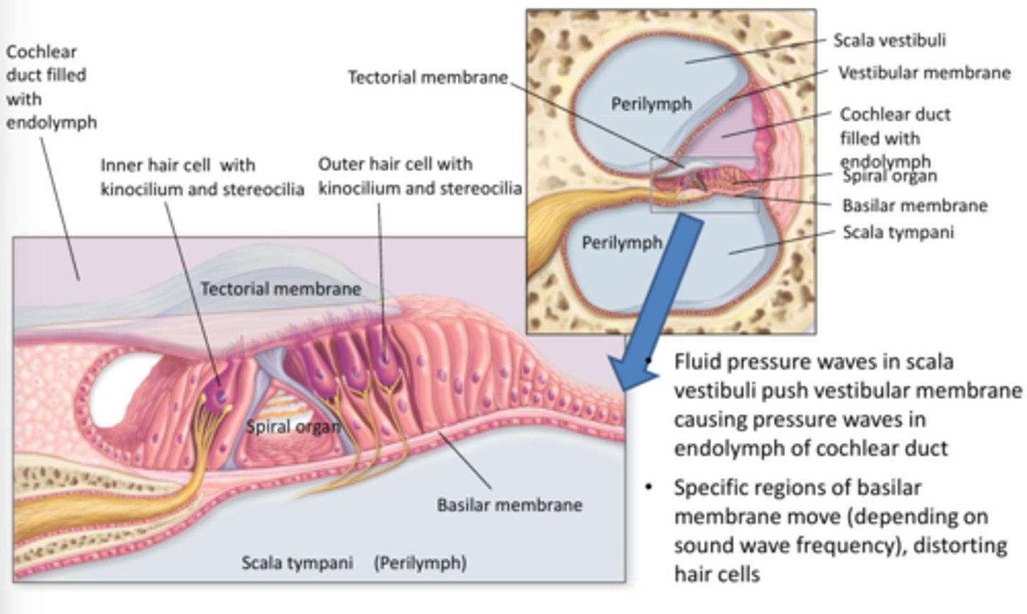 <p>Fluid pressure waves in scala vestibuli push vestibular membrane causing pressure waves in endolymph of cochlear duct</p><p>- specific region of basilar membrane move (depending on sound wave frequency) distorting hair cells</p>