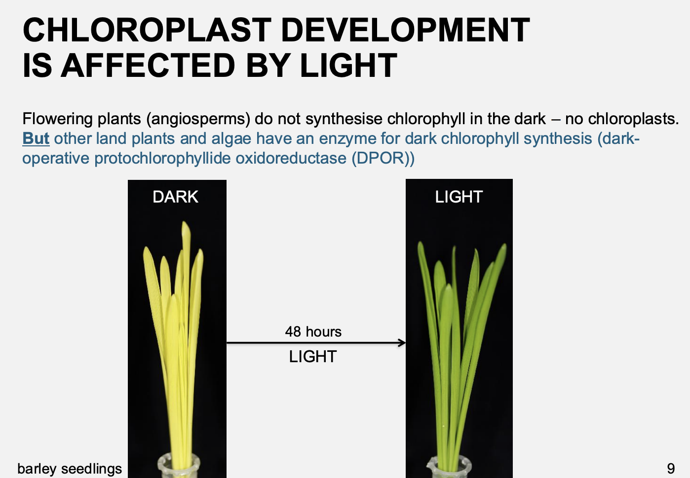 <ul><li><p>have an enzyme for dark chlorophyll synthesis</p></li><li><p><strong>dark-operative protochlorophyllide oxioreductase (DPOR)</strong></p></li><li><p><strong>So are green in the dark</strong></p></li></ul><p>i.e→ still shows how chloroplast function can be altered by the environment</p>