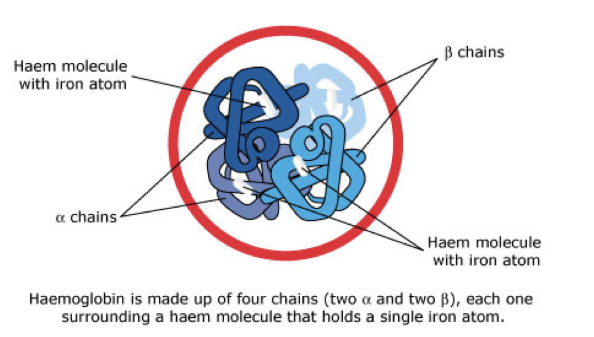 <ul><li><p>made of 4 polypeptide chains therefore they have a quaternary structure</p></li><li><p>2 of the haemoglobins ⍺-chains, are made of ⍺- globin</p></li><li><p>the other 2 chains, β-chains, are made of β-globin</p></li><li><p>each polypeptide chain has a haem group attached</p><p>(prosthetic group) to it</p></li><li><p>haem contains a charged particle of iron</p></li><li><p>the haem group is also responsible for the colour of haemoglobin</p></li><li><p>each polypeptide chain can carry one molecule of oxygen</p></li><li><p>therefore, in total, haemoglobin can carry 4 molecules of oxygen or 8 oxygen atoms</p></li></ul><p></p>