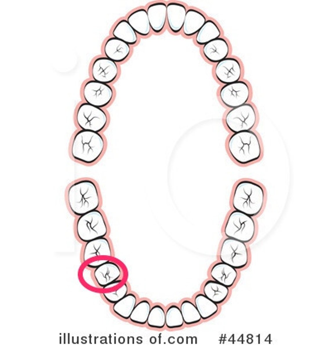 <p>LR 2nd premolar</p>
