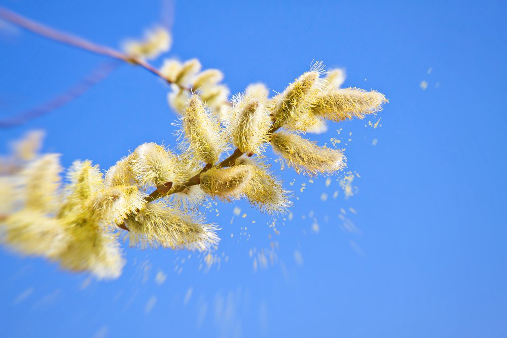 <p>Fine powder produced by plants for reproduction. It contains male gametes and is transferred to female plant parts for fertilization.</p>