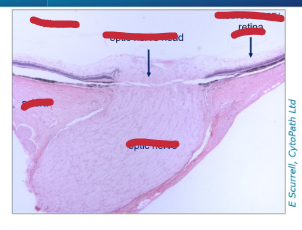 <p>What are we looking at and what structures can we identify</p>