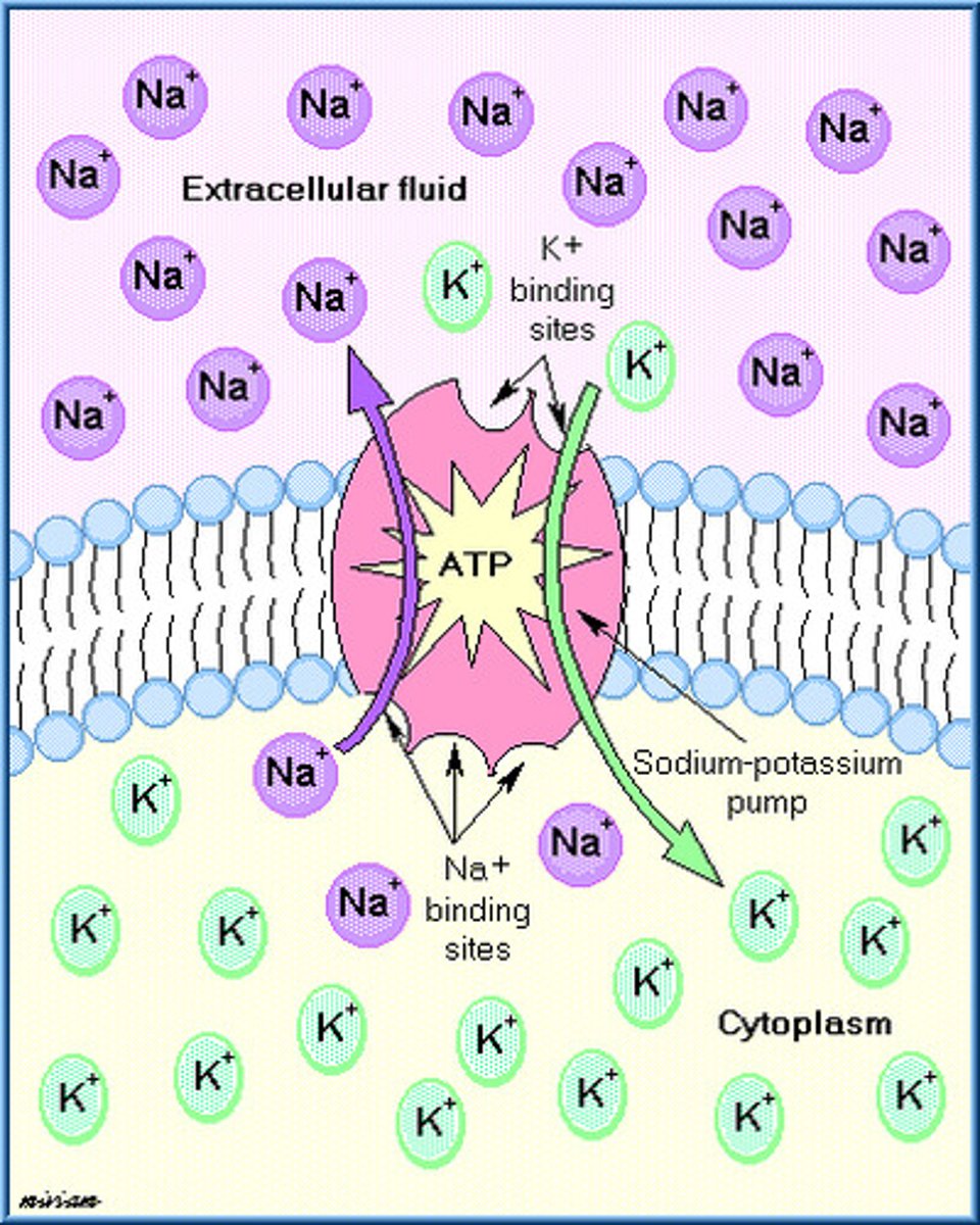 <p>a carrier protein that uses ATP to actively transport sodium ions out of a cell and potassium ions into the cell AGAINST their concentration gradient</p>
