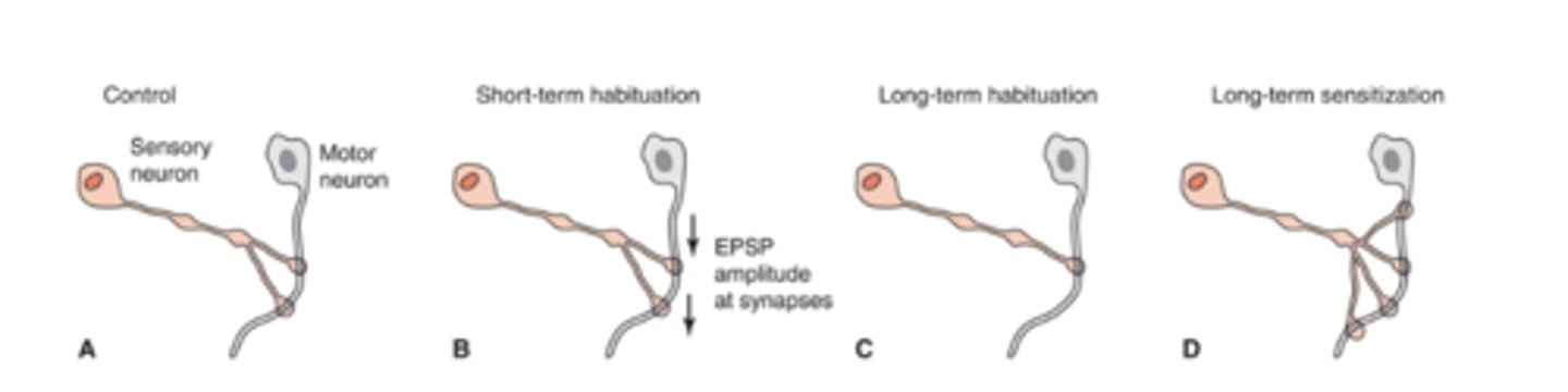<p>short term → decrease in EPSP amplitude </p><p>long term → decrease in # of connections (structural change)</p><p>habituation exercises → inner ear disorder, dizziness w/ head mvmts</p><p>long term sensitization → increase in # of connections</p>