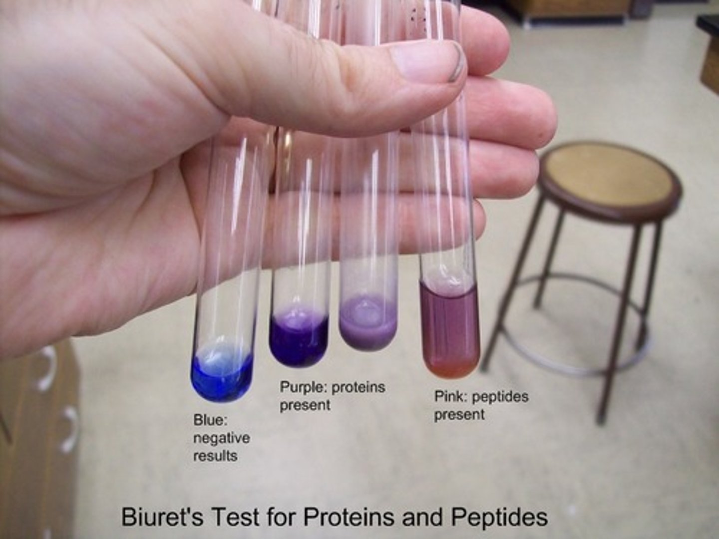 <p>Steps:</p><p>1. Fill test tube with extracted to be tested</p><p>2. Add biuret solution into test tube</p><p>3. Gently shake test tube for faster reaction</p><p>Results: Positive results causes biuret solution to turn from blue to purple</p>
