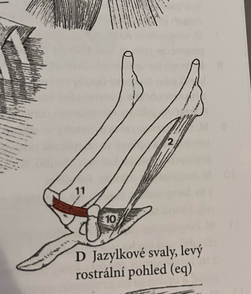 <p>nachází se mezi levým a pravým ceratohyoidem</p><p>funkce - fixuje jazylku</p><p>není vyvinut u Car</p><p>č.11</p>