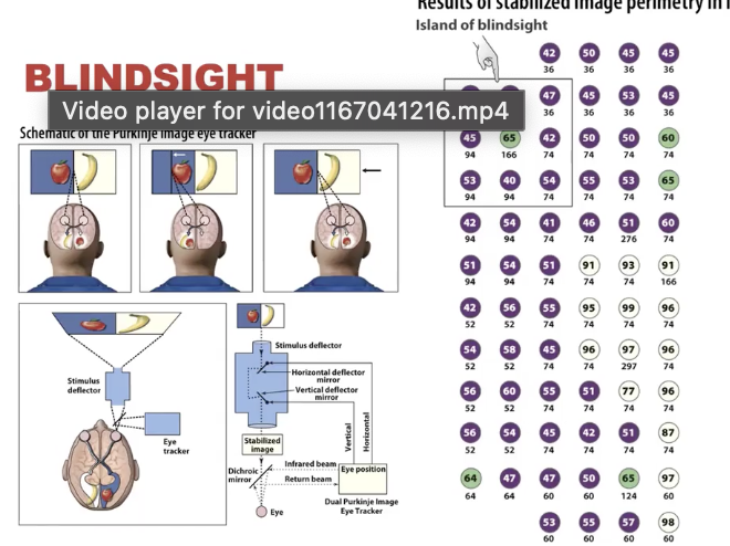 <p>Can sentience exist w/out access?</p><ul><li><p>Patients w/ lesions to visual cortex can respond to visual stimuli in the “blind” part of their visual system</p></li><li><p>Patients deny seeing stimuli in shaded areas, but can sometimes perform above chance (hatched areas)</p></li></ul><p><strong>Eye Tracker Experiment:</strong></p><ul><li><p>Fixate on cross between 2 images; if eyes move images move w/ them</p></li></ul><p></p><p></p>