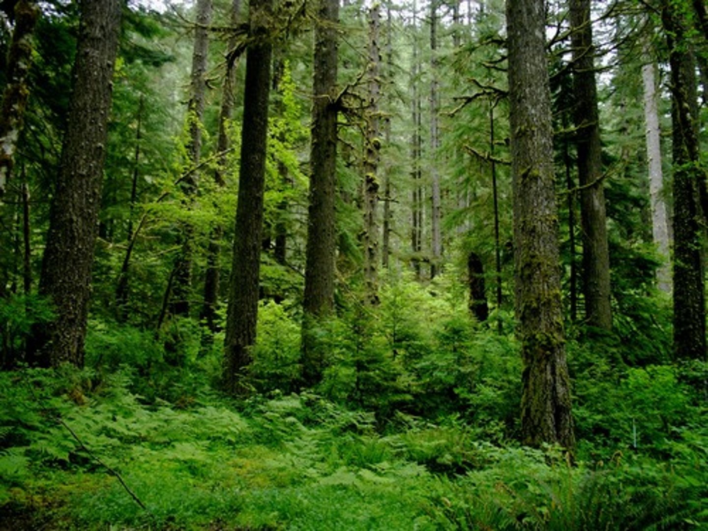 <p>-Cool Winters, Warm Summers (Seasonal Variation)</p><p>-Large amount of precipitation (Less rain in winters)</p><p>-Large trees</p><p>-Provide lumber and paper</p><p>-Northern Hemisphere</p><p>-West coast of North America and Canada</p><p>-Fertile soils that are susceptible to land slides and erosion if forests are cleared</p>