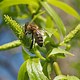 <p>vrba bílá</p><p></p><p>Salicaceae</p>