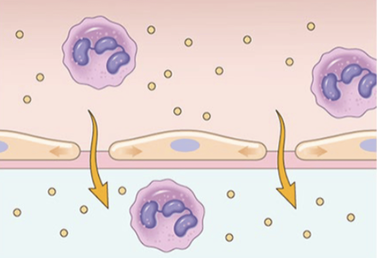 <p>rapid and short lived; minutes</p>