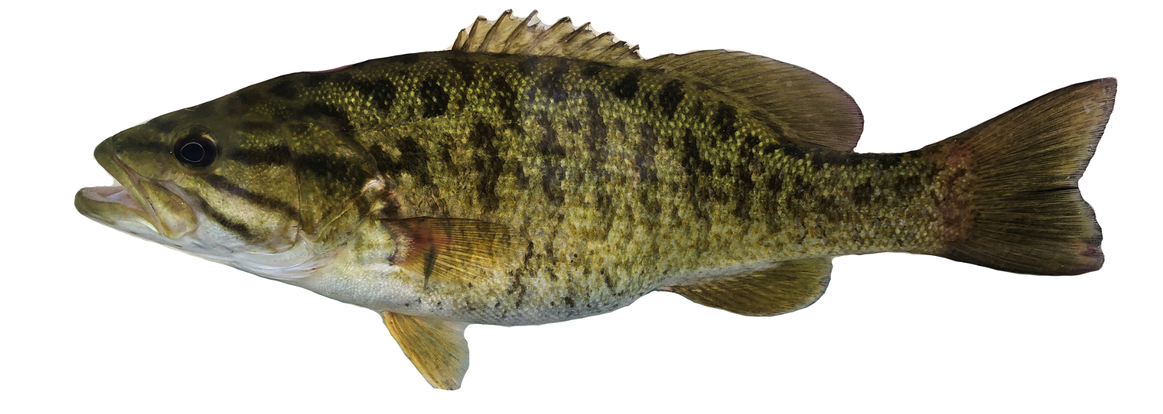 <p><span><span>Centrarchidae;</span></span></p><p><span><span>Smallmouth Bass;</span></span></p><p><span><span>Micropterus dolomieu</span></span></p>