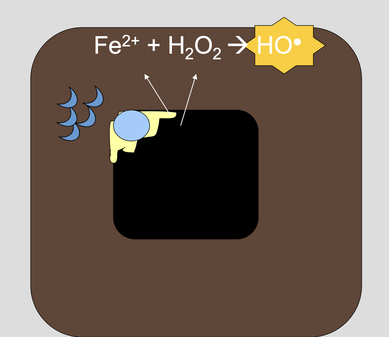 <p>Fenton reaction: Fe2+ + H2O2 -&gt; HO. (radical)<br>HO radical hydrolyzes cellulose and hemicellulose. Cellulases produced later during decay, after random depolymerization of cellulose (=significant early strength loss)</p>