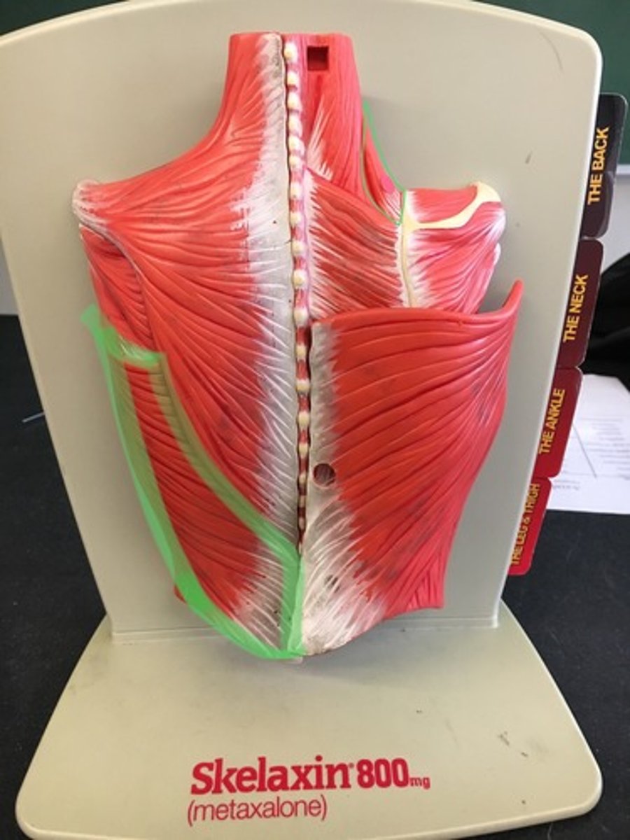 <p>lower back; sheet muscle.</p>