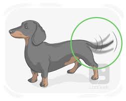 <p><strong>wag</strong></p>