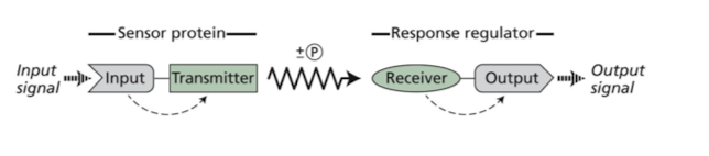 <p>sensor protein—>response regulator—>output sig</p>