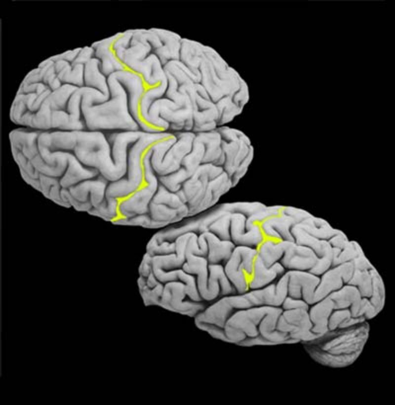<p>What structure is this and what is the function?</p>