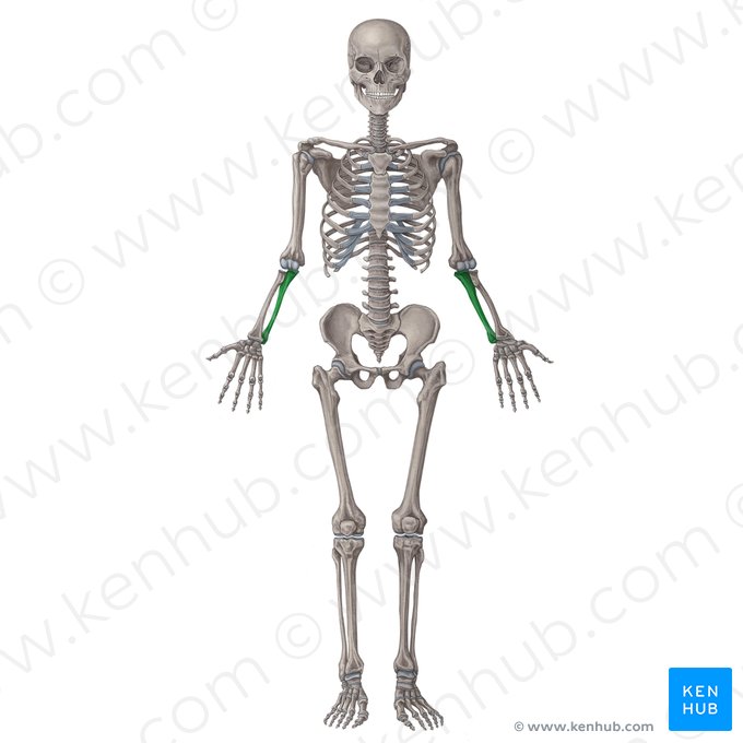 <p>What bone is this?</p>