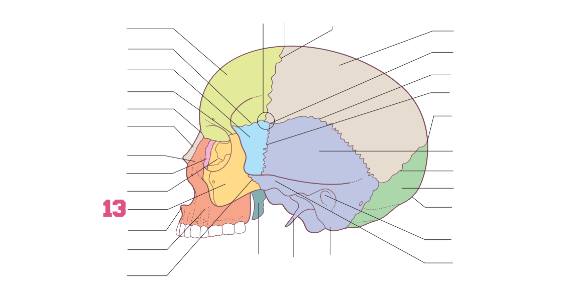 <p>13</p>