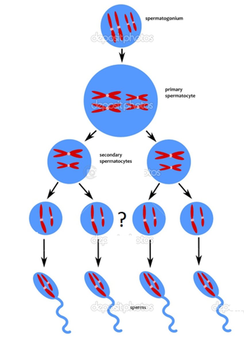 <p>These are the result of the second meiotic division of the secondary spermatocytes that will result in the 4 haploid spermatocytes cells</p>