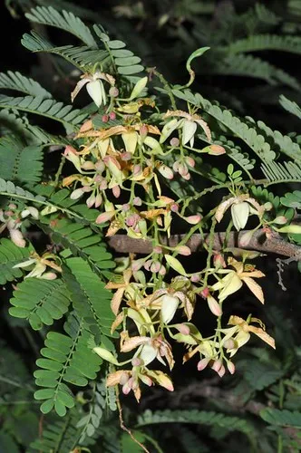 <p>Biological Origin: <strong>Tamarindus indica L. (Fabaceae)</strong></p><p>Common Name:<strong> Sampalok, Tamarind</strong></p><p>Part used: <strong>Bark, leaves</strong>, flower, Fruit (pulp), Seeds</p><p>Medicinal use:</p><p>Bark, leaves, flower</p><p><strong>● Tonic (for vitality), ● febrifuge (reducing fevers), ● antiasthmatic, ● astringent</strong></p><p>Fruit (pulp)</p><p><strong>● Laxative</strong></p><p>Seeds</p><p><strong>● Astringent</strong></p><p>Secondary metabolites:</p><ul><li><p><strong><u>Hordenine alkaloid</u></strong></p></li></ul>