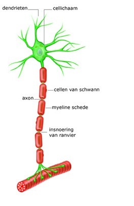 Dit zijn de zenuwcellen waaruit het zenuwstelsel is opgebouwd. Ze bestaan uit een aantal verschillende onderdelen. In het cellichaam, het perikaryon, liggen alle onderdelen om de cel in leven te houden. De zenuwcel heeft verschillende uitlopers. De dendrieten geven signalen door aan het perikaryon. Dit noemt met afferente signalen. Axonen geven signalen door vanaf het perikaryon. Dit noemt men efferente signalen. De axonen splitsen in een aantal kleine uitlopers die men telodendria noemt. Deze telodendria kunnen zich verspreiden over een bepaald weefsel of kunnen aan andere zenuwcellen binden. Aan de uiteinden van de telodendria liggen synapsen.