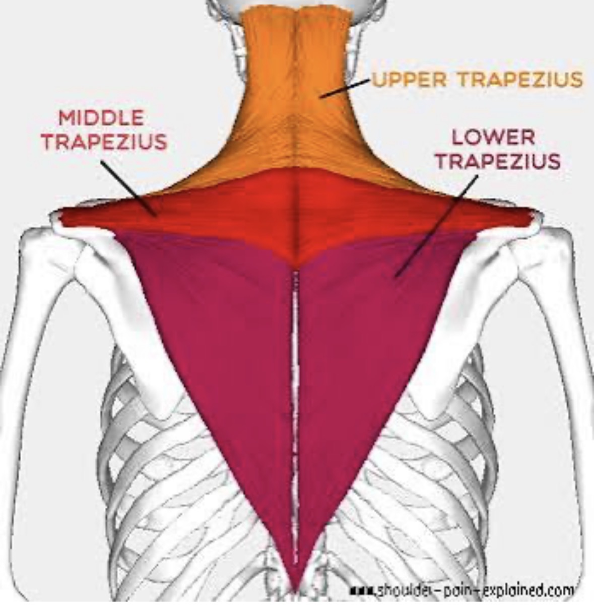 <p>Upper, middle, and lower</p>