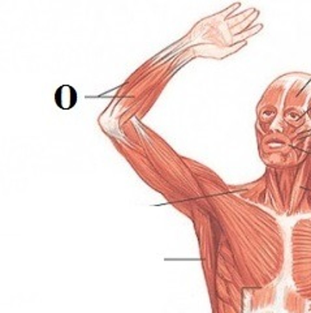 <p>DEFINITION</p><p>Flexes and bends the wrist</p>