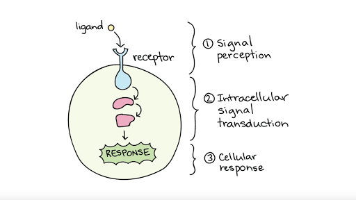 Cell Signaling