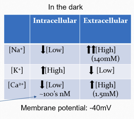 <p>Partially depolarized. Resting membrane potential of approx. -40 mV. </p>