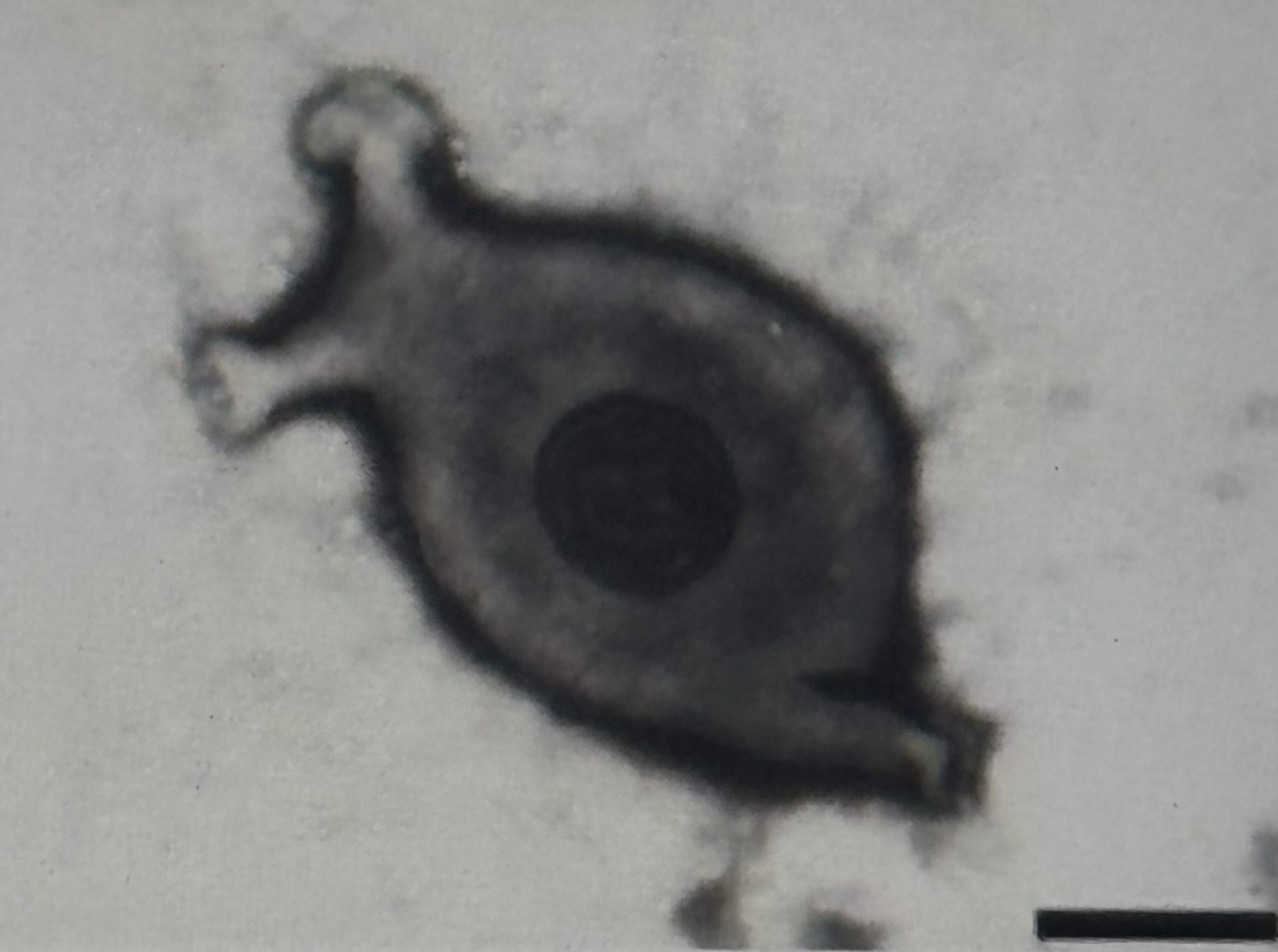 <p>Mycoplasmen Steckbrief</p>