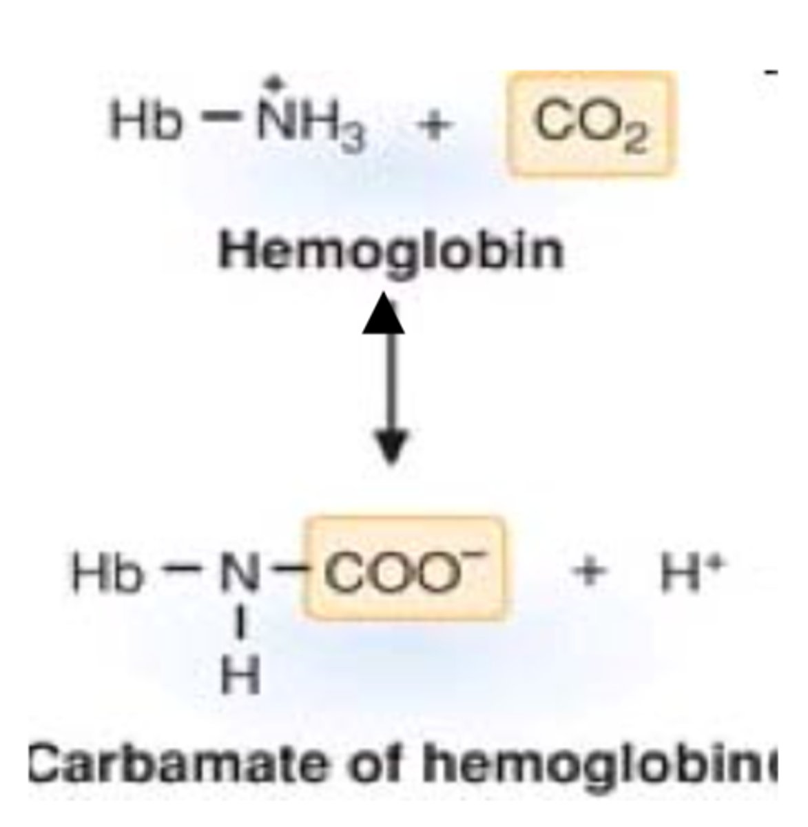 <p>the compound formed by the union of carbon dioxide with hemoglobin</p>