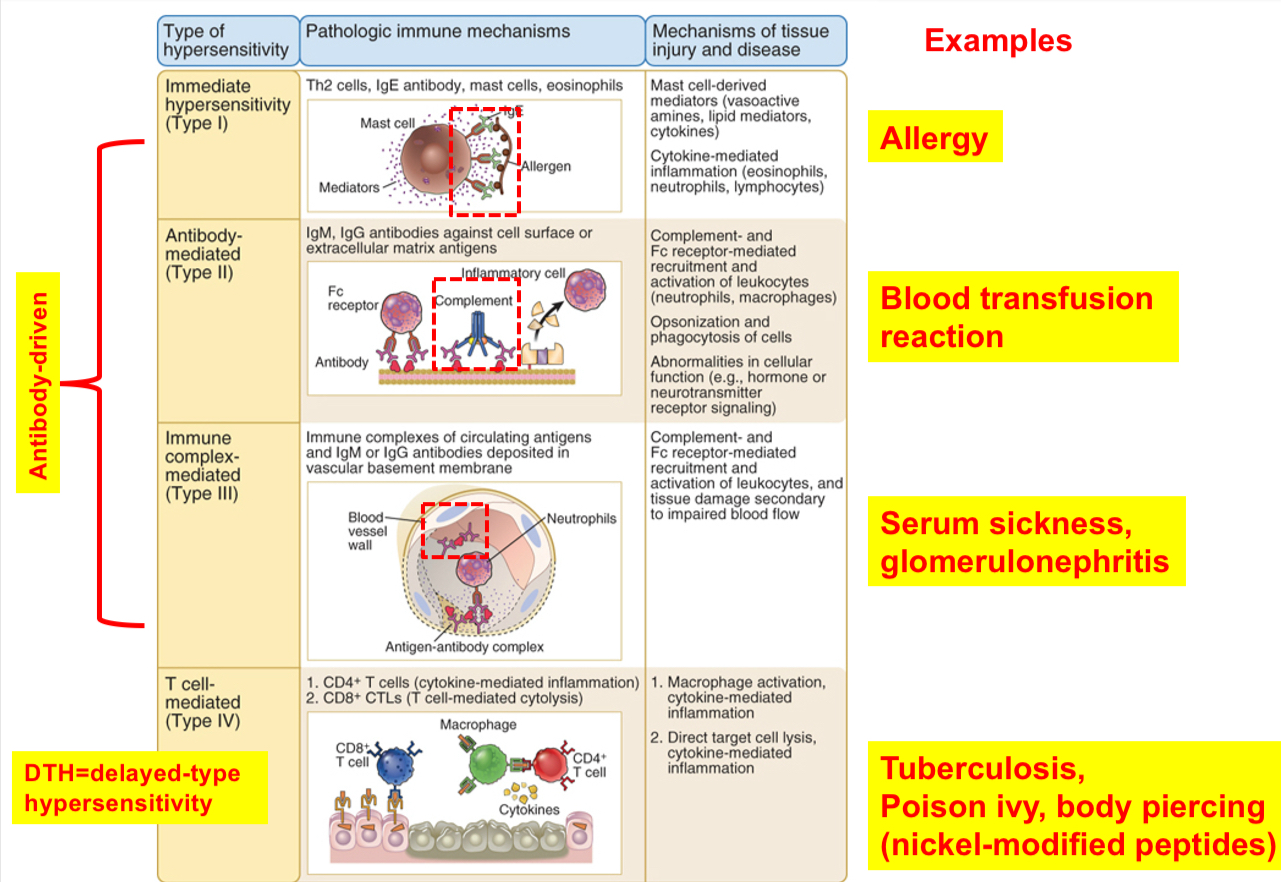 <p><span><span>(a)Type I or immediate hypersensitivity: IgE antibody against environmental antigens bind mast cells, resulting in the release of mediators (IgE is the mediator)</span></span></p><p><span><span>(b) Type II hypersensitivity: antibody directed against cell or tissue antigens (IgG or IgM are the mediators)</span></span></p><p><span><span>(c) Type III hypersensitivity: antibodies against soluble antigens form complexes, and immune complexes may deposit in blood vessels, causing inflammation and tissue injury (IgG or IgM are the mediators)</span></span></p><p><span><span>(d) Type IV hypersensitivity: T cells can react against foreign Ag or self-tissues (mostly CD4 T helper cells but CD8 T cells can participate)</span></span></p>